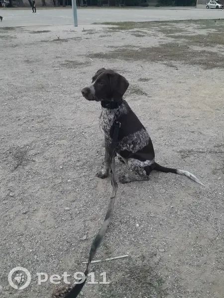 Chiot Braque Allemand Perdu - photo