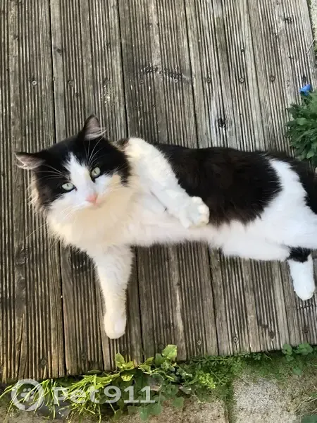 Chat noir/blanc perdu à Codognan - photo