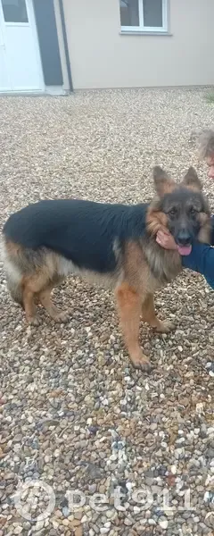 Chien craintif perdu à Étainhus - photo