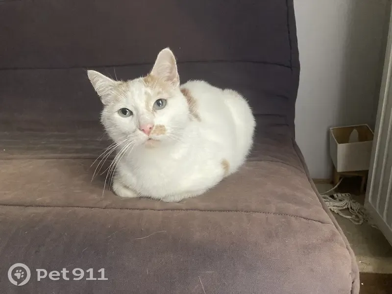 Chatte perdue au Merlo, Oullins - photo