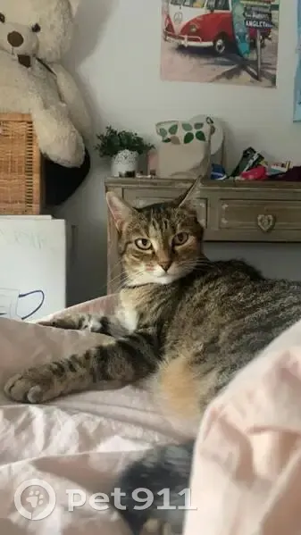 Chatte Ficelle Perdue à Mérignac - photo