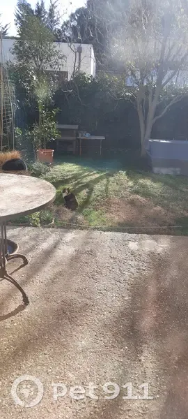 Chat écaille bicolore trouvé à Agde - photo