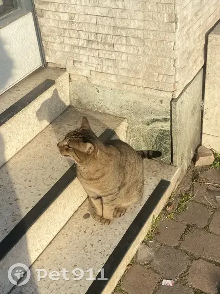 Chat tigré perdu à Strasbourg - photo