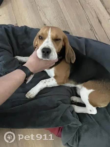 Beagle de 2 ans perdu près de Seine - photo