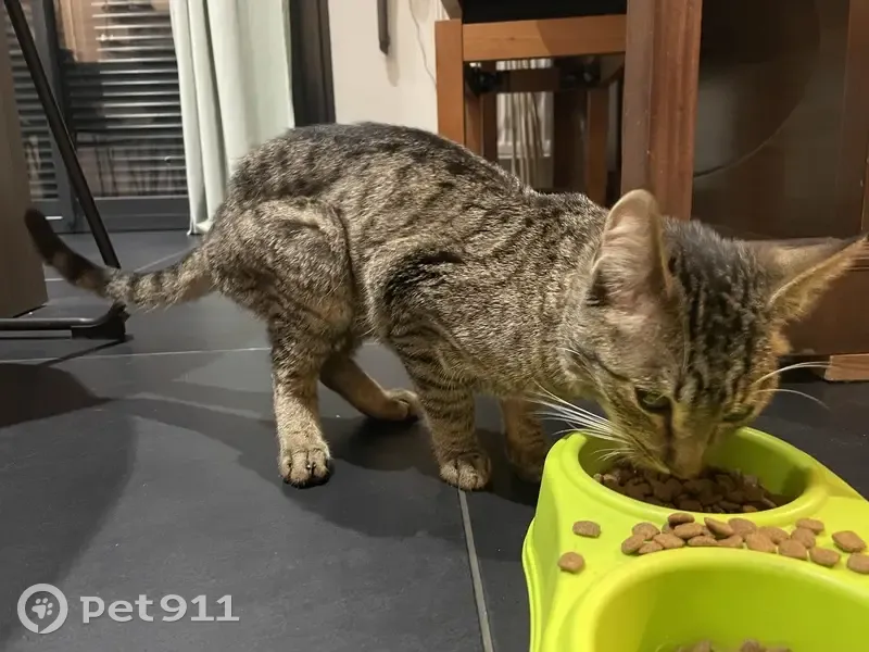 Chaton gris tigré trouvé à Saint-Maurice - photo