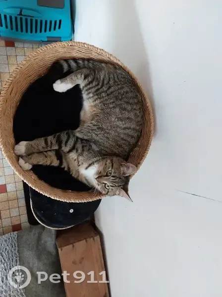 Chat Européen tigré perdu à Laval - photo