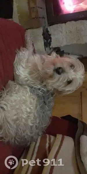 Recherche: Chiens perdus à Filain - photo