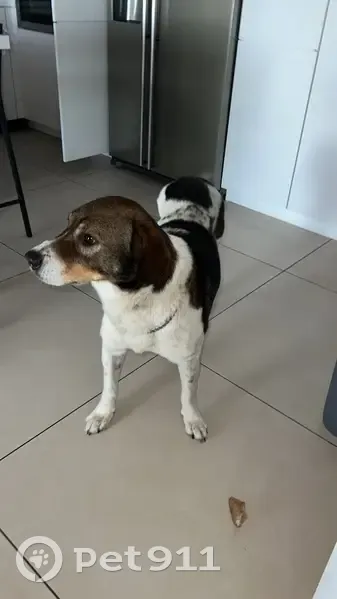 Chien tripode gentil trouvé - photo