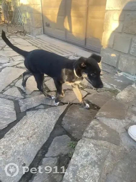 Chiot noir trouvé au Vibal - photo