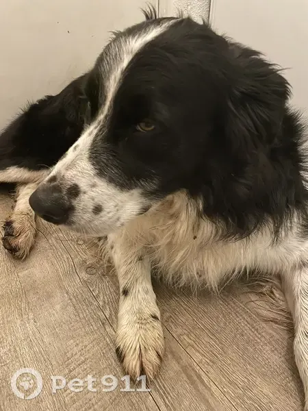 Toutou croisé retrouvé à Narbonne - photo