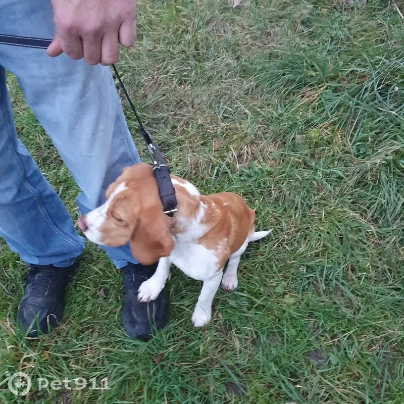 Beagle perdu, collier marron - photo