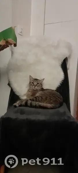 Chat malade Oscar perdu à Contes - photo