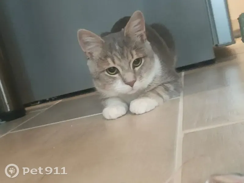 Chat gris-beige perdu à Gargenville - photo