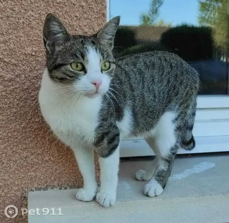 Chatte Lady perdue à Saint-Ciers - photo