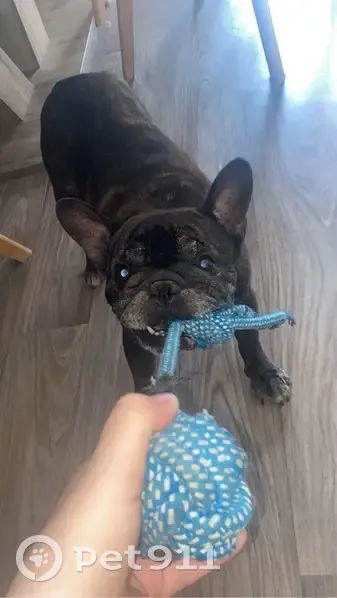 Chien Jason perdu - Contactez-nous! - photo