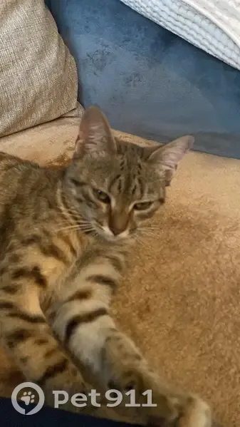 Chaton tigré trouvé à Nanterre - photo
