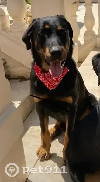 Beauceron perdu à Grambois - photo