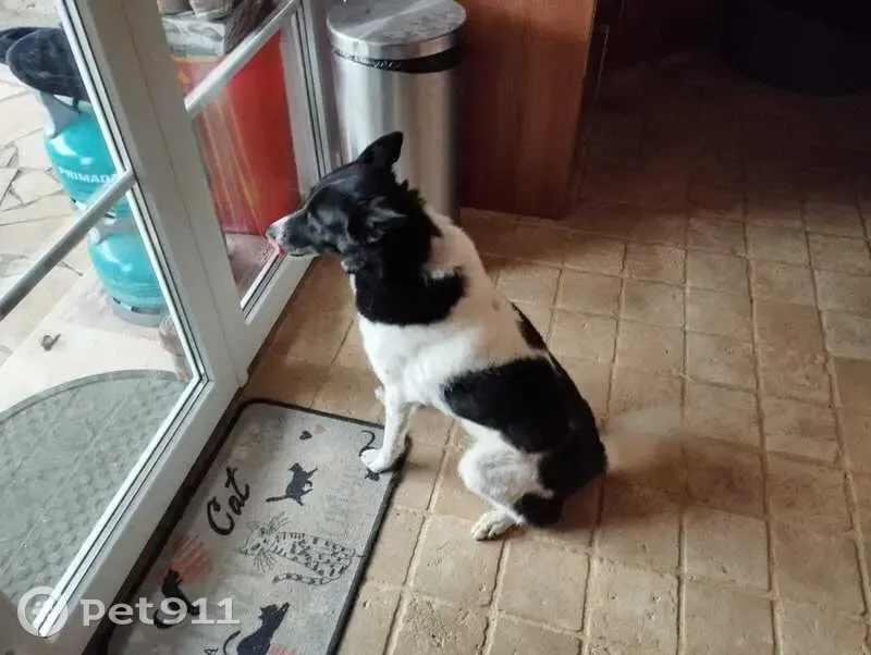 Chien berger perdu à Soulignac - photo