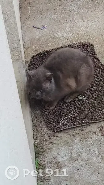 Chat errant malade recueilli - photo