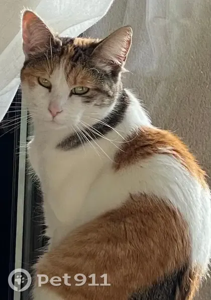 Misty, chat tricolore perdu - photo