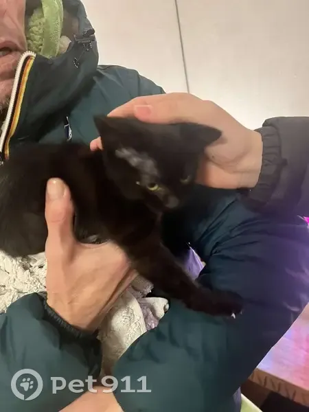 Chaton noir trouvé à Angers - photo