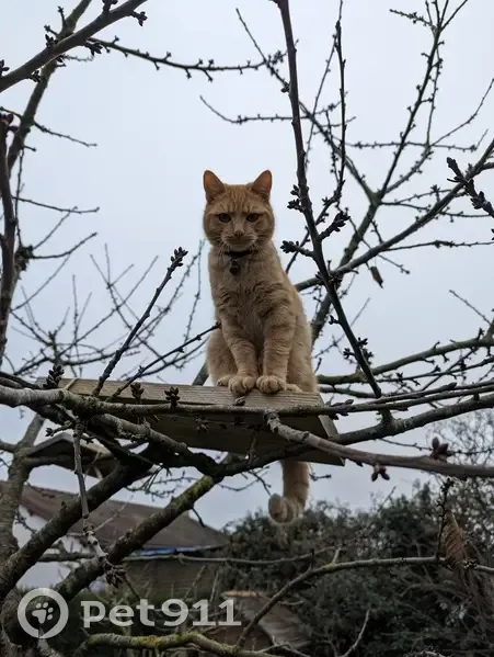 Chat mâle perdu à Argentonnay - photo