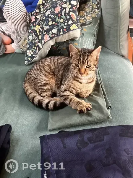 Chaton tigré trouvé à Poitiers - photo