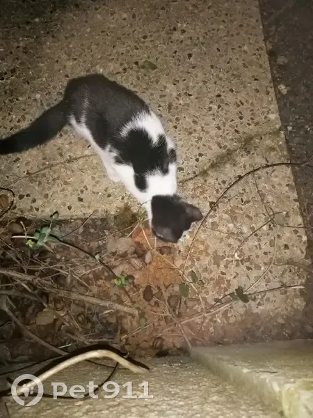 Chat noir et blanc perdu à Bayeux - photo