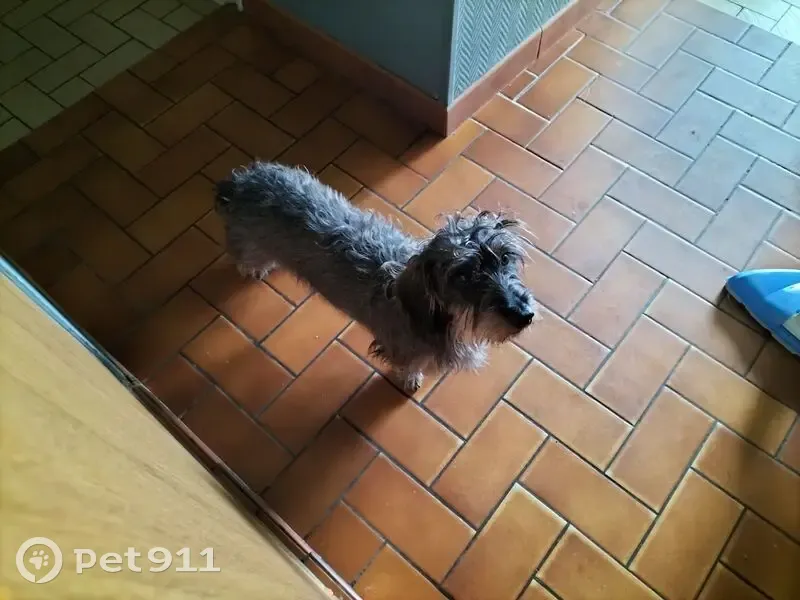Recherche Teckel Perdu à Semur - photo