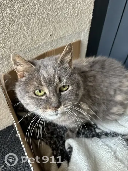 Chat sourd trouvé Rue de Beaugé - photo