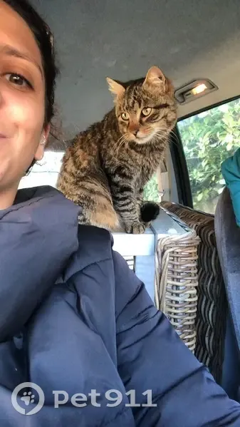 Chat perdu à Rodez hier soir - photo