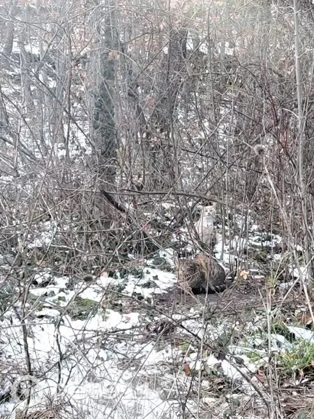 3 chats errants sauvés à Volvic - photo