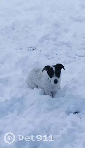 Chien Simba perdu près de Gouttières - photo