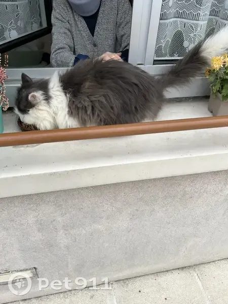 Chat sociable perdu à Tours - photo