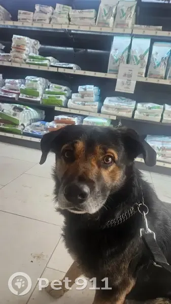 Tony, chien errant à La Crau - photo