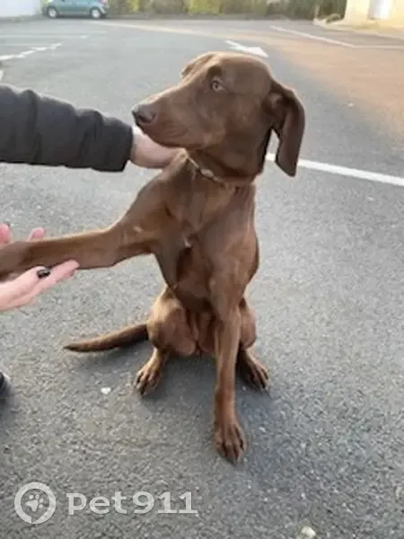 Chienne brac hongroise trouvée - photo