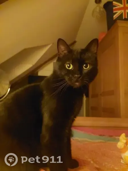 Chat noir aux yeux verts perdu - photo
