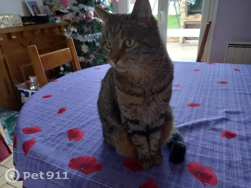 Chatte sourde tigrée perdue - photo
