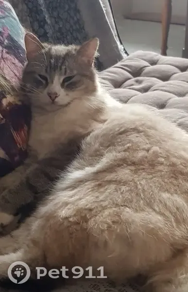 Chat siamois perdu, 4 ans, pucé - photo