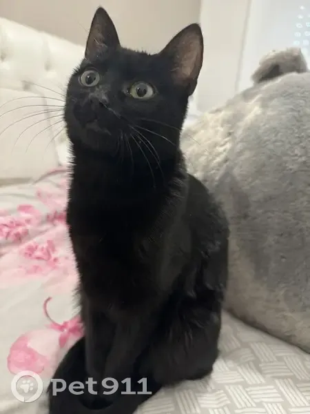 Chaton perdu cherche foyer - photo