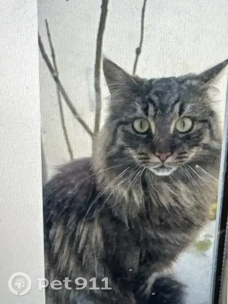 Chat noir/gris perdu à Amiens - photo