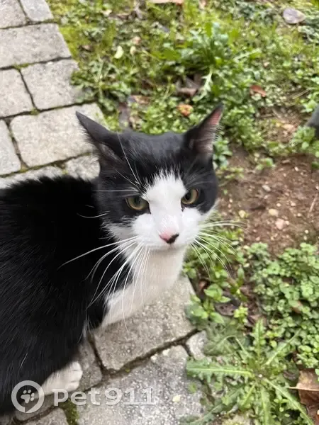 Chat mâle perdu à Tassin - photo