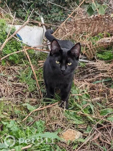 Chat noir Ayden perdu à Vannes - photo