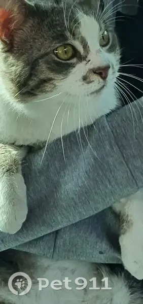 Chat tigré perdu à Brunoy - photo