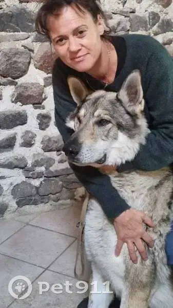 Julek, Loup Tchèque perdu, St-Jean - photo