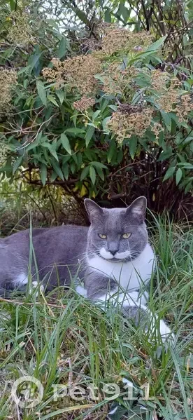 Chat Mitsuya craintif perdu - photo