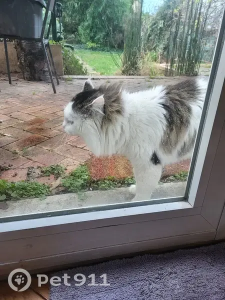 Chat maigre trouvé à Cachan - photo