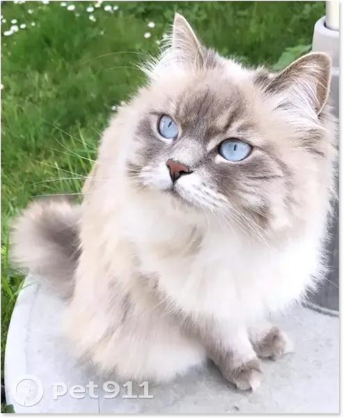 Chatte sibérienne perdue à Athis - photo