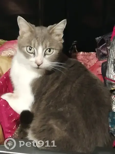 Chat mâle de 10 ans perdu à Saint-Raphaël - photo
