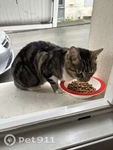 Chaton tigré perdu à Cognac - photo